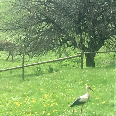 Шале лаванда *