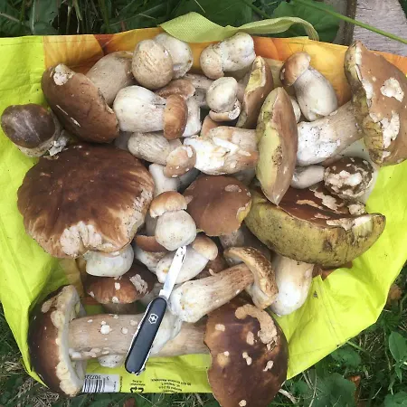 Chalet лаванда Skole