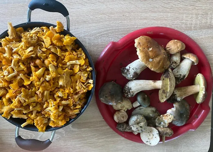 лаванда شاليه